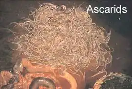 popis obrázku chybí