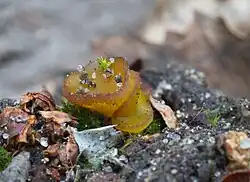 Ascobolus foliicola, hovník navzdory jménu rostoucí na rostlinných zbytcích