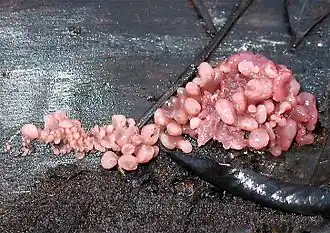 Ascocoryne sarcoides