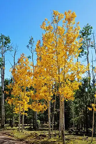 alternativní popis obrázku chybí