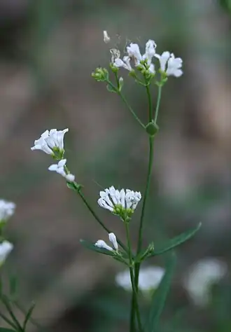 Mařinka barvířská