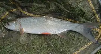 alternativní popis obrázku chybí