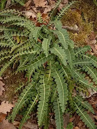 Kyvor lékařský (Asplenium ceterach)