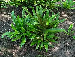 Jelení jazyk celolistý (Asplenium scolopendrium)[8]