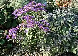 Symphyotrichum dumosum