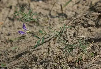 alternativní popis obrázku chybí