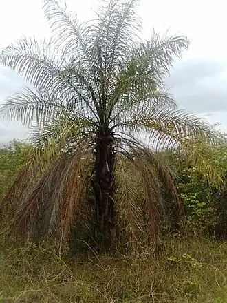 alternativní popis obrázku chybí