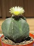 Astrophytum myriostigma nudum.