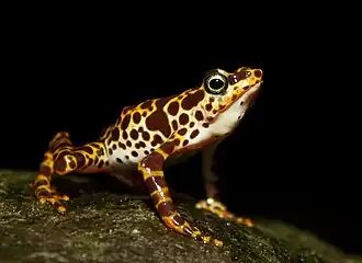 Atelopus darienský