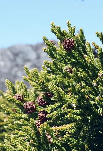 alternativní popis obrázku chybí