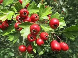 Malvice hlohu jednosemenného