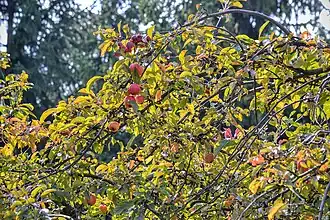 alternativní popis obrázku chybí