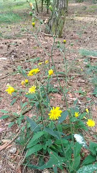 alternativní popis obrázku chybí