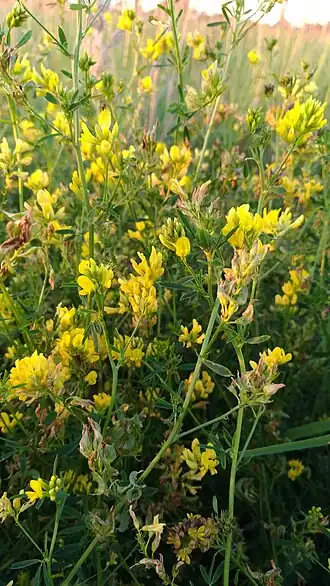 alternativní popis obrázku chybí