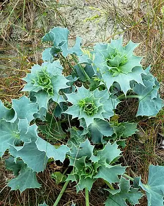 Máčka přímořská (Eryngium maritimum)