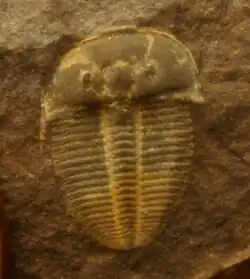 Fosilní pozůstatek prvohorního členovce ze skupiny trilobitů, kteří vyhynuli na konci prvohor před 250 miliony let