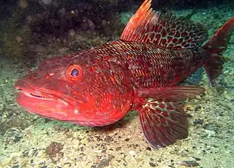 alternativní popis obrázku chybí