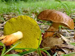 Aureoboletus auriporus