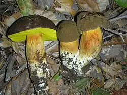 Aureoboletus citriniporus