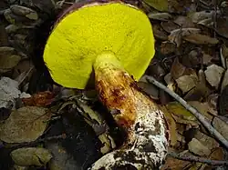 Aureoboletus flaviporus