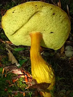 Aureoboletus roxanae