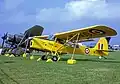 Auster AOP