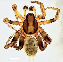 Australutica africana