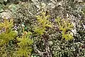 Austrolycopodium fastigiatum, vzpřímené lodyhy vyrůstající z plazivé hlavní větve (Austrálie)