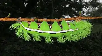 Housenka severoamerického martináče Automeris io