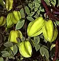 Karambola obecná (Averrhoa carambola)