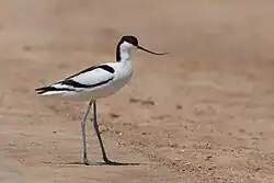 Tenkozobec opačný (Recurvirostra avosetta)