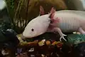 Axolotl mexický