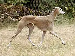 Azavak – suchý typ