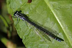 Modrá forma samičky