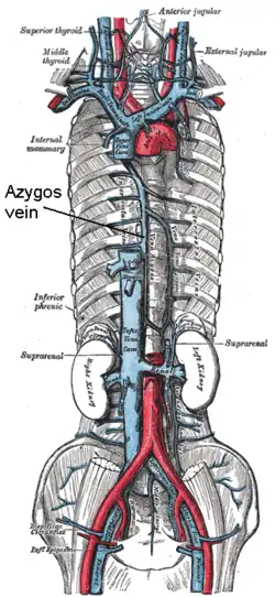 Horní dutá žíla, dolní dutá žíla, vena azygos a jejich přítoky (Vena azygos je uprostřed). Gray's Anatomy, 1918