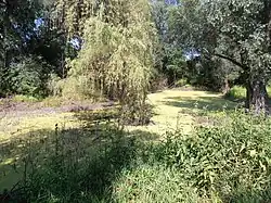 Jezírko v Bázlerově pískovně