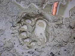 Stopa přední tlapy