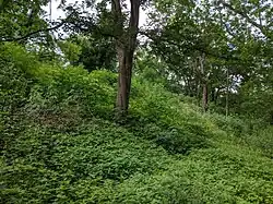 Stoupání porostlé trávou. Uprostřed stoupání roste strom.