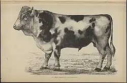 Býk kravařského plemene