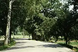 Bývalý Žižkův dub u Borohrádku 14.8.1997