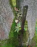 Kolejnice zarostlá ve stromě