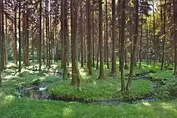 Bělá – meandr na horním toku