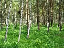 Břízy v Bělečské střelnici