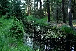 Bělokamenná strouha před rybníkem Držník