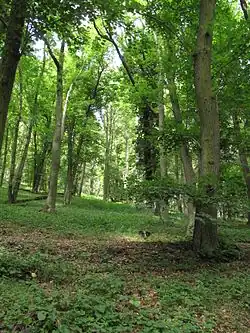 Pestrá skladba lesního porostu