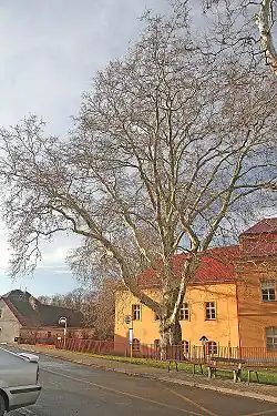 památný platan u zámku v Běstvině