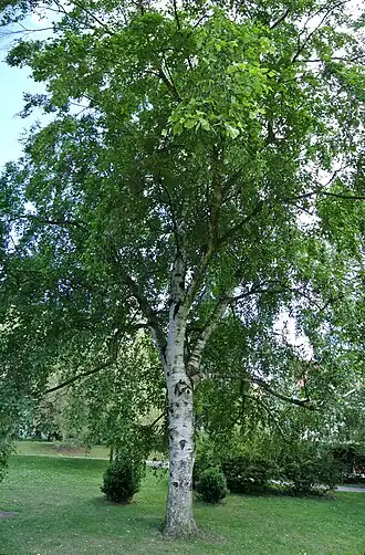 alternativní popis obrázku chybí