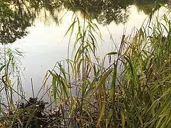 Rákosový porost na břehu přírodní památky Kolínské tůně