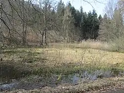 Rašeliniště v přírodní rezervaci Březina