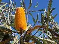 Banksia anshbyi